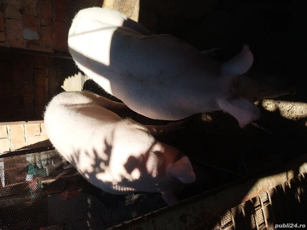 Pentru masa de Crăciun  Pentru masa de Crăciun