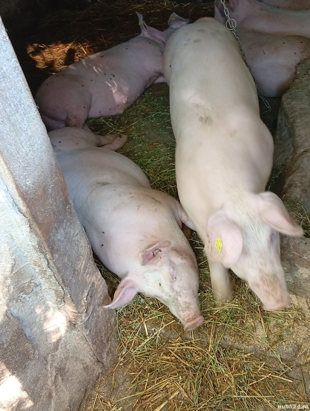 vand porci   80-100 kg