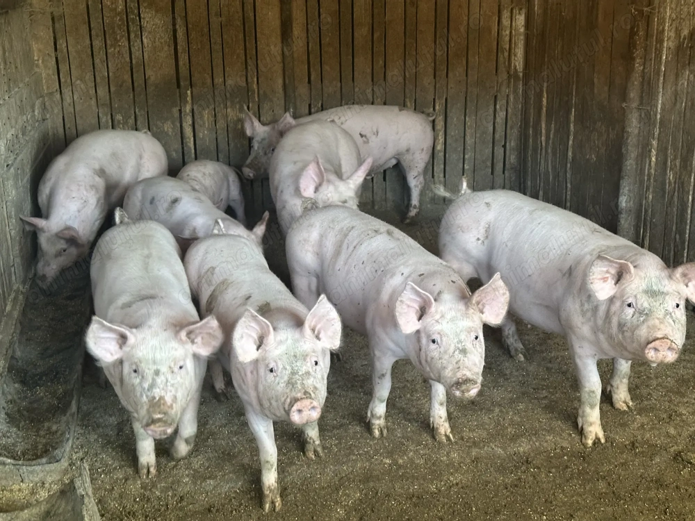 Vand grostei 35-50 kg rasa marele alb x pietran Vand grostei 35-50 kg rasa marele alb x pietran