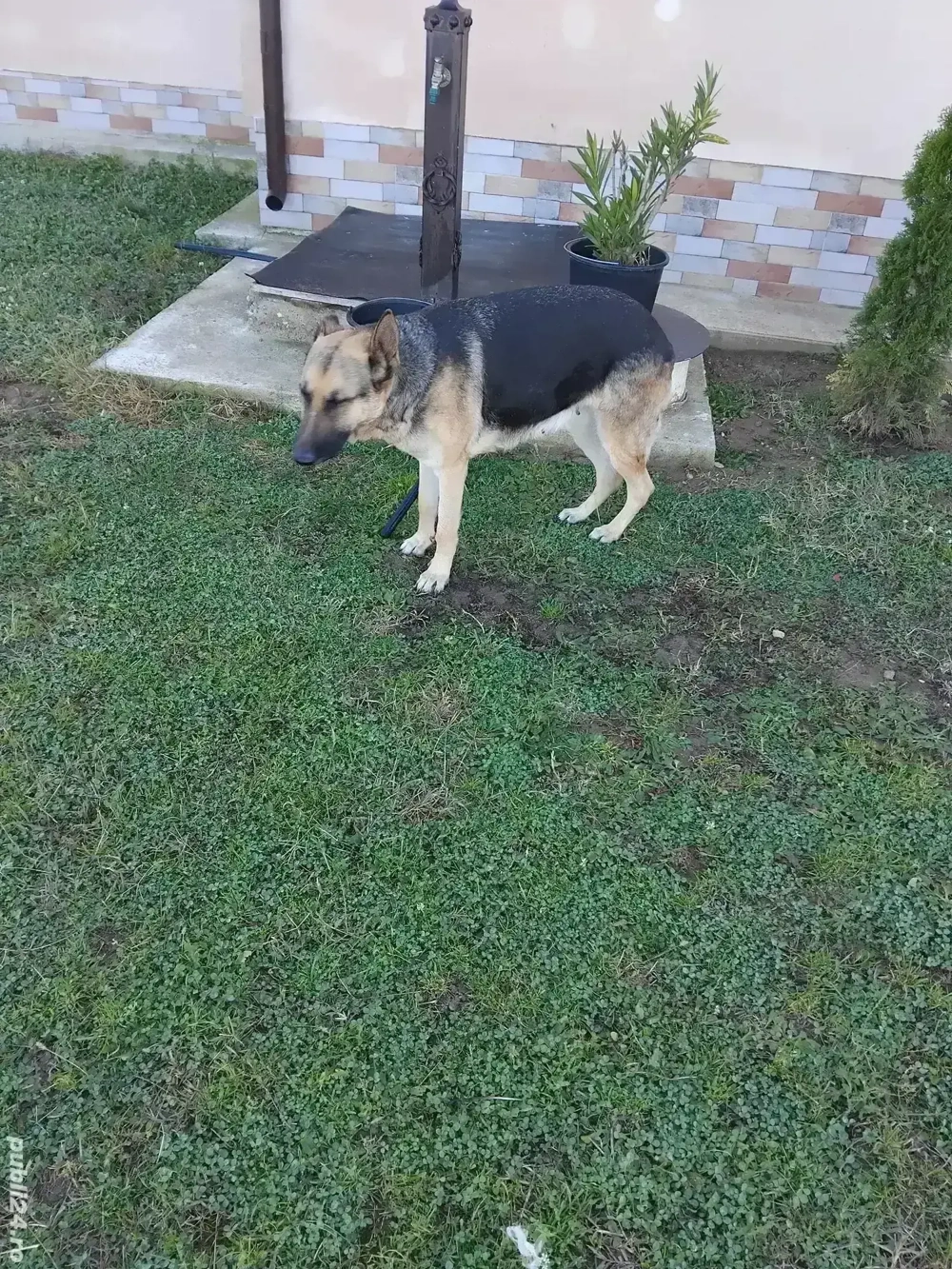 ciobănesc german  femela