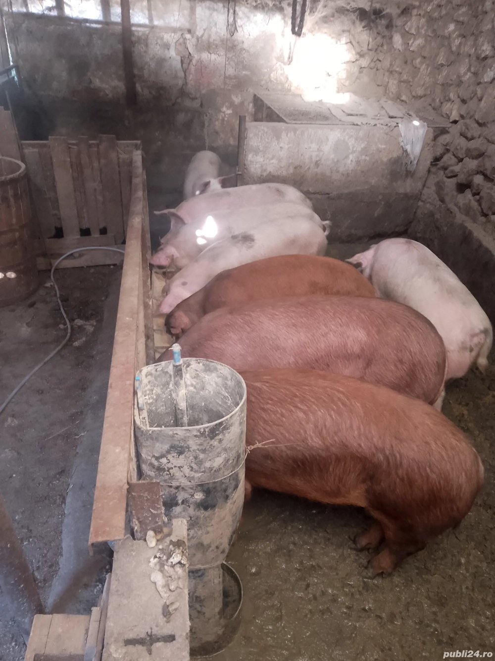 de vanzare porci de vanzare porci