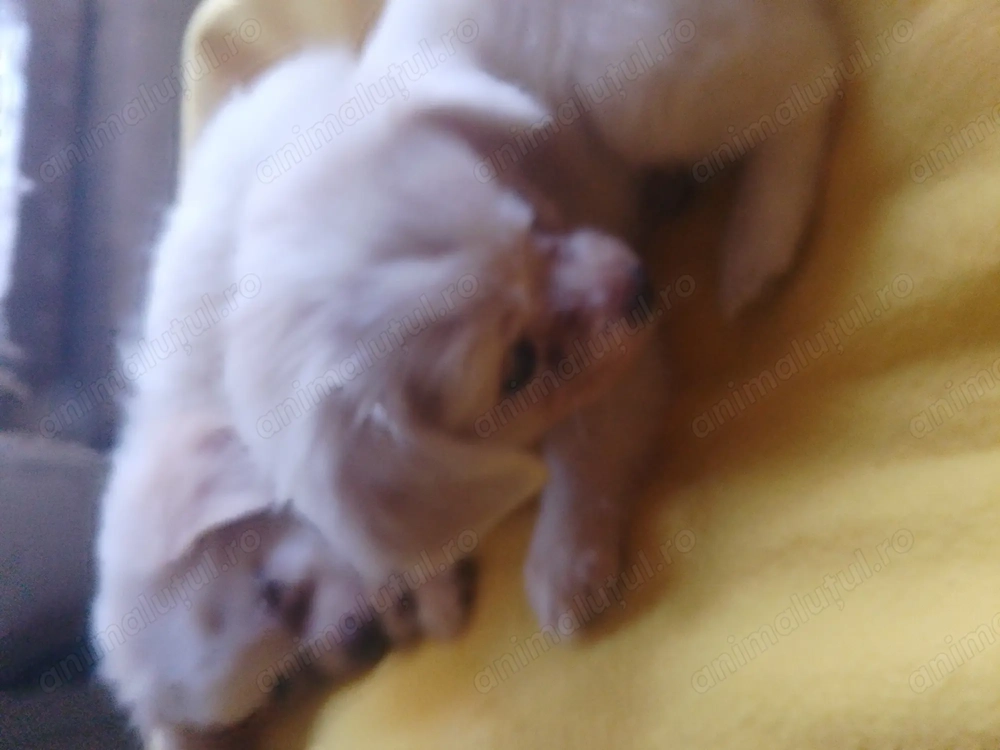 Căței de companie  Căței de companie