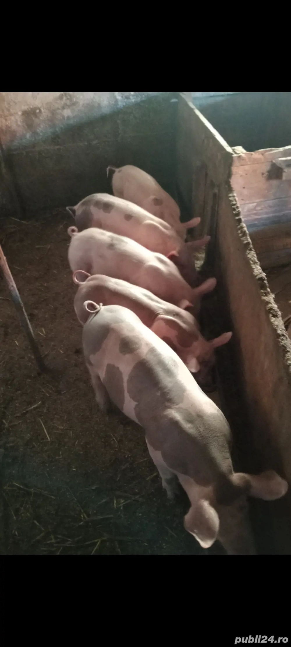 Purcei disponibili , 10-12 săptămâni !!!