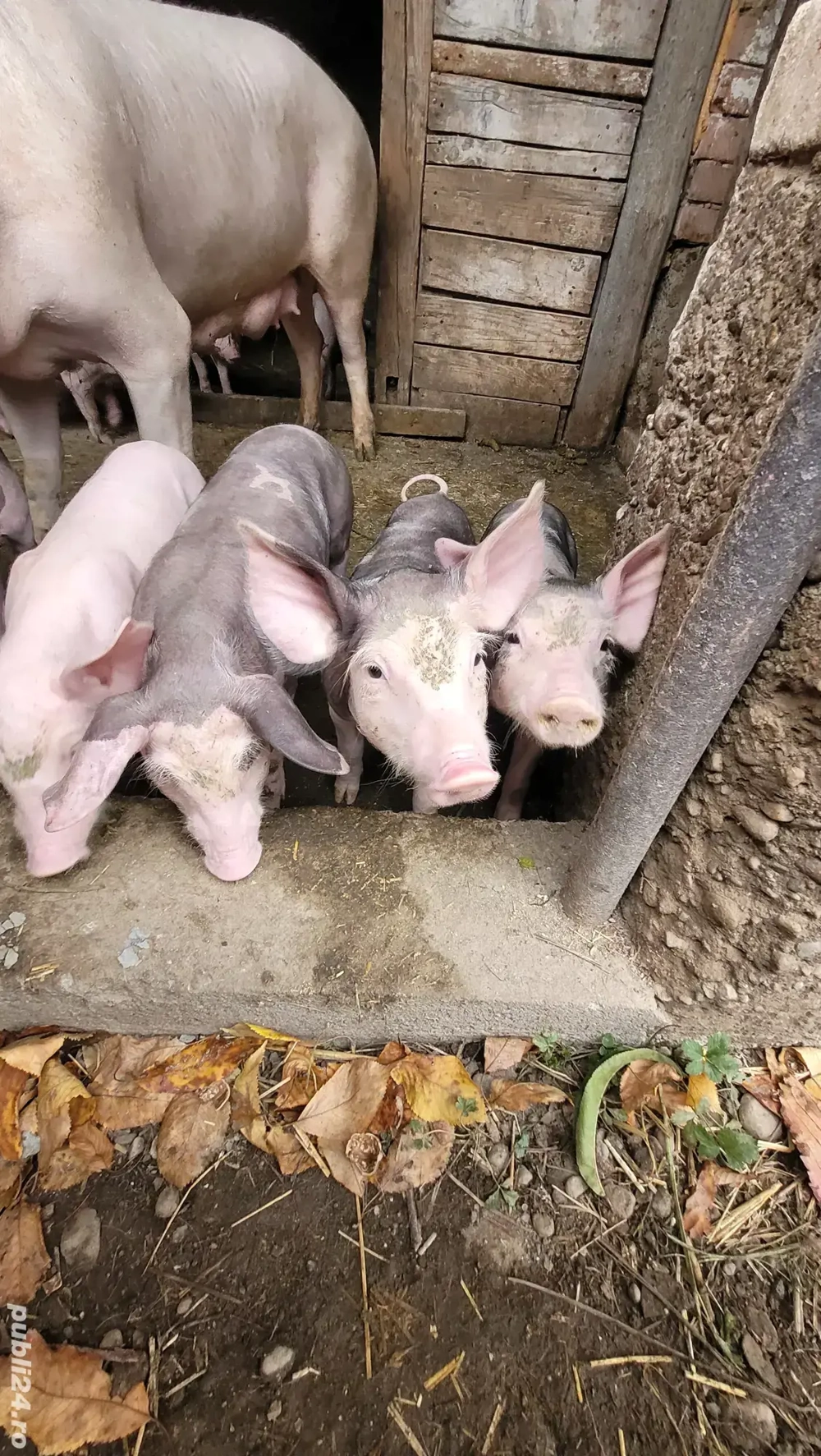 oferta purcei de vanzare