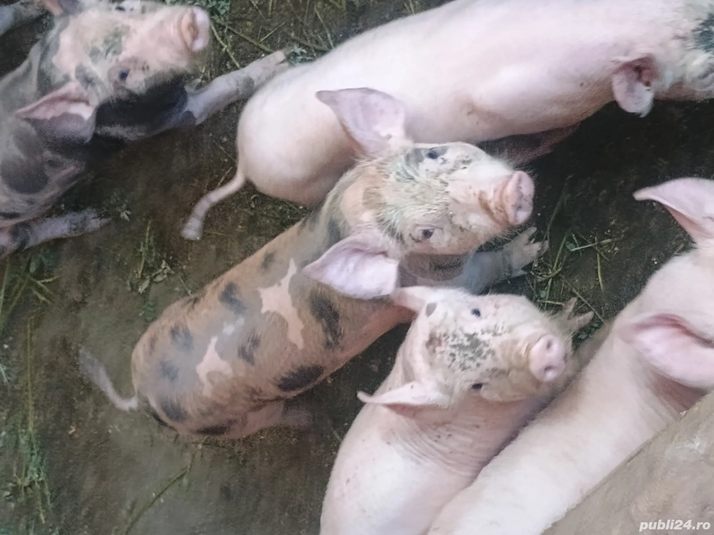 Vand purcei rasa Pietrain incrucisat cu Marele Alb.
