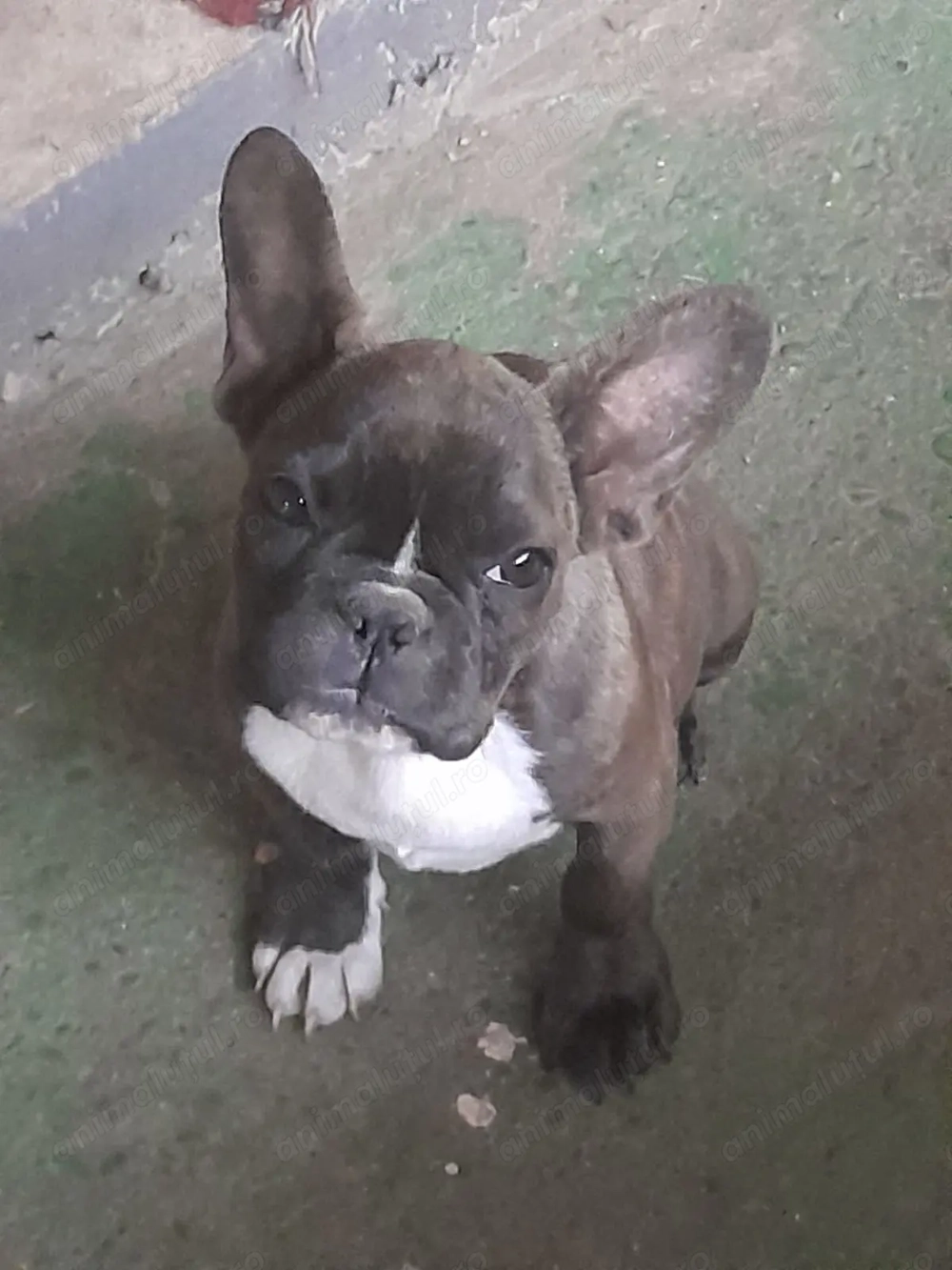 Buldog francez rasa pura