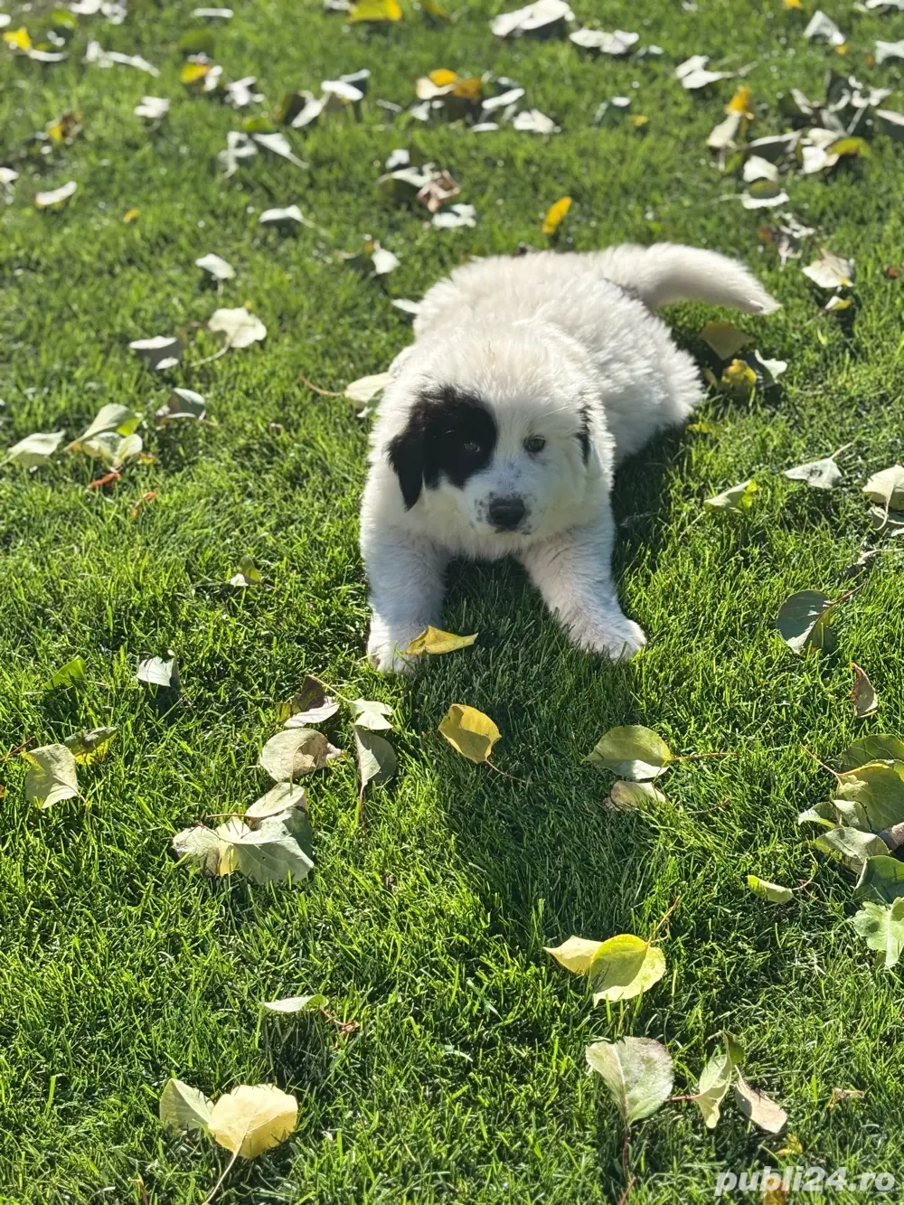 Pui de Ciobanesc de Bucovina Pui de Ciobanesc de Bucovina