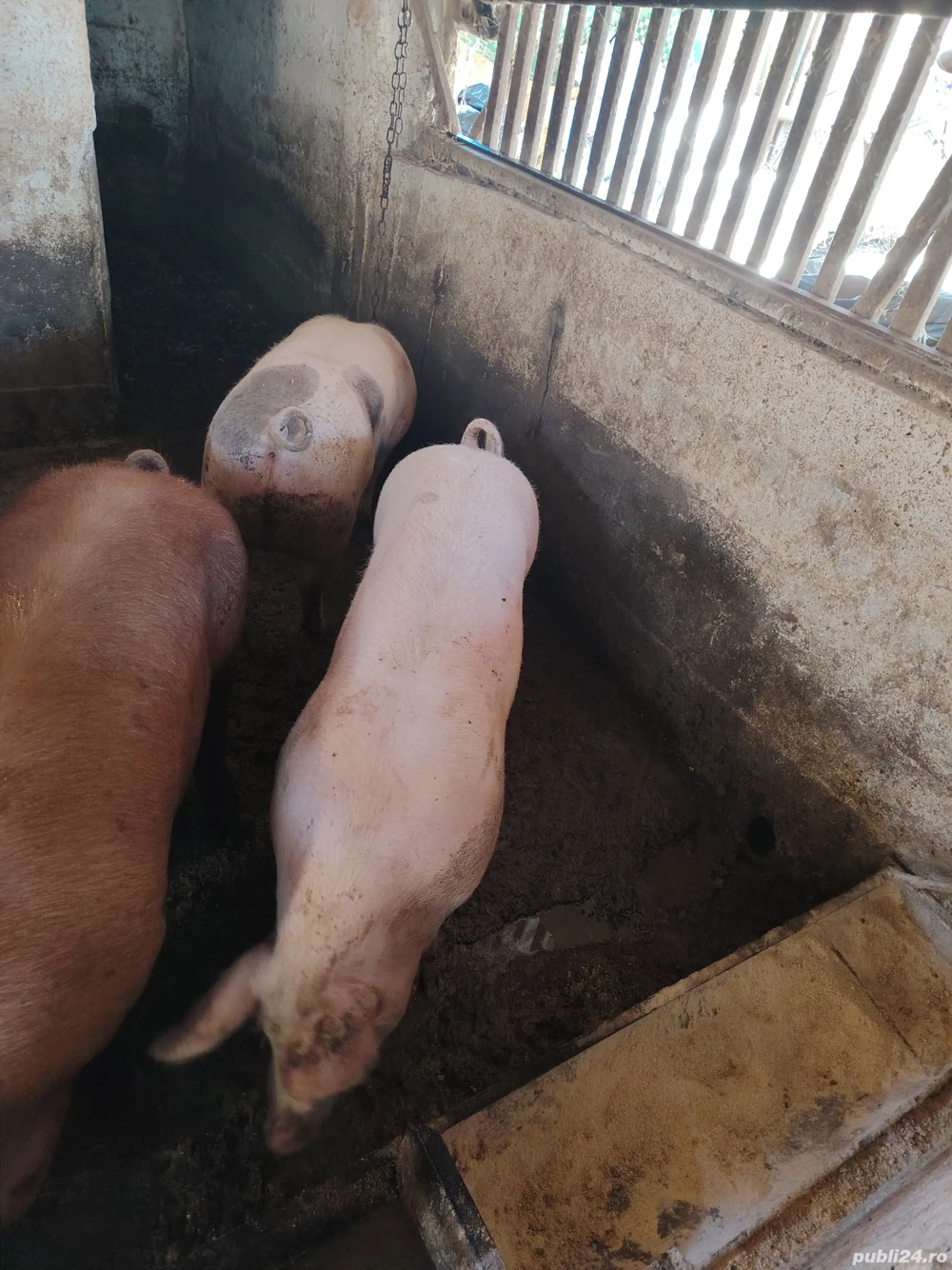 Porci pietrain și duroc