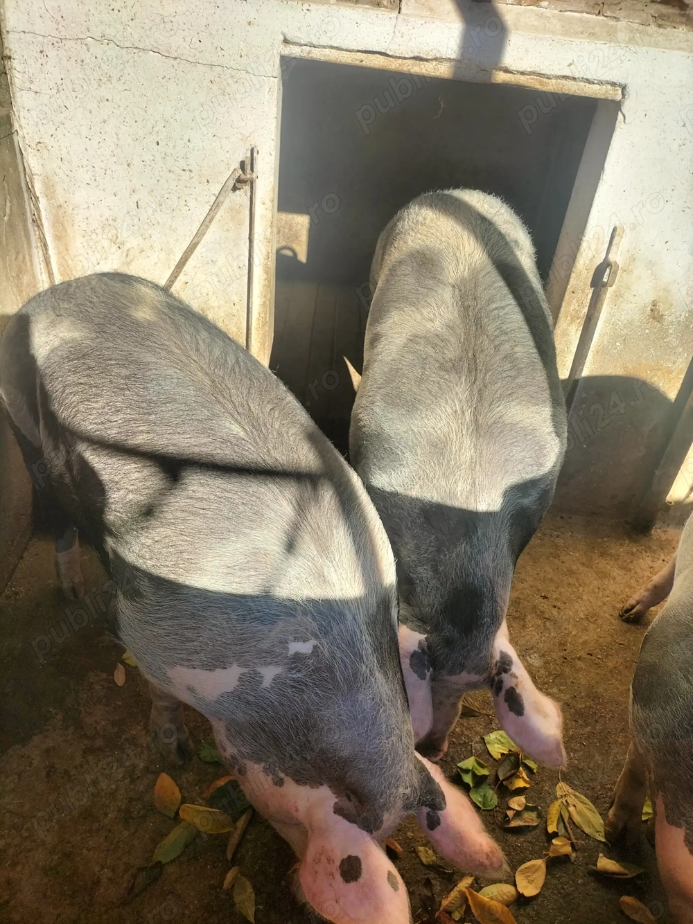 Vând 2 porci Pietrean în Sântana 