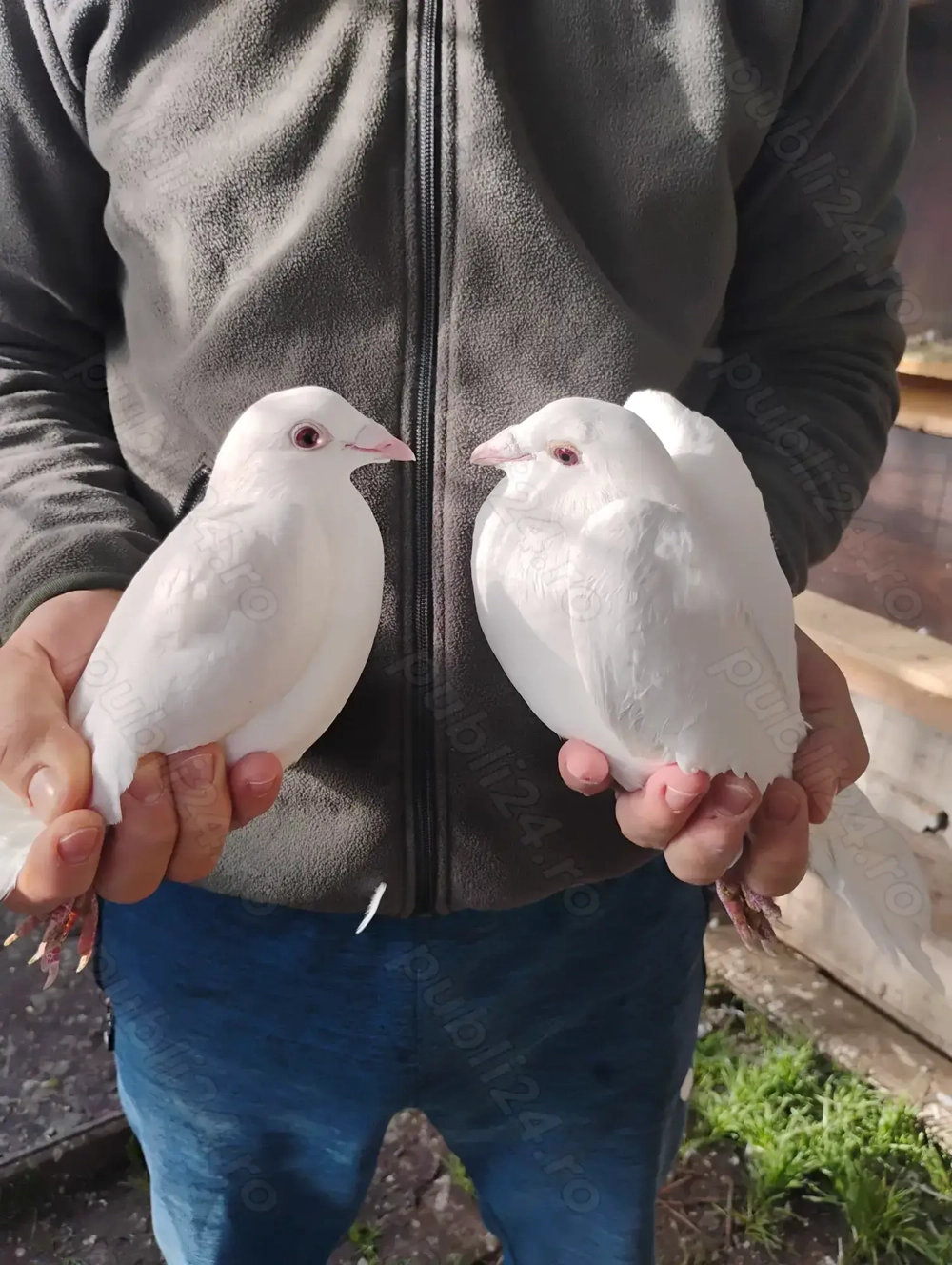 Porumbei albi voiajori Porumbei albi voiajori