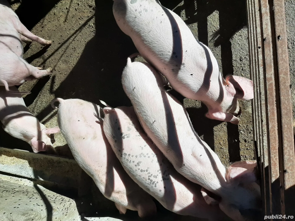 ionel ganuci ionel ganuci