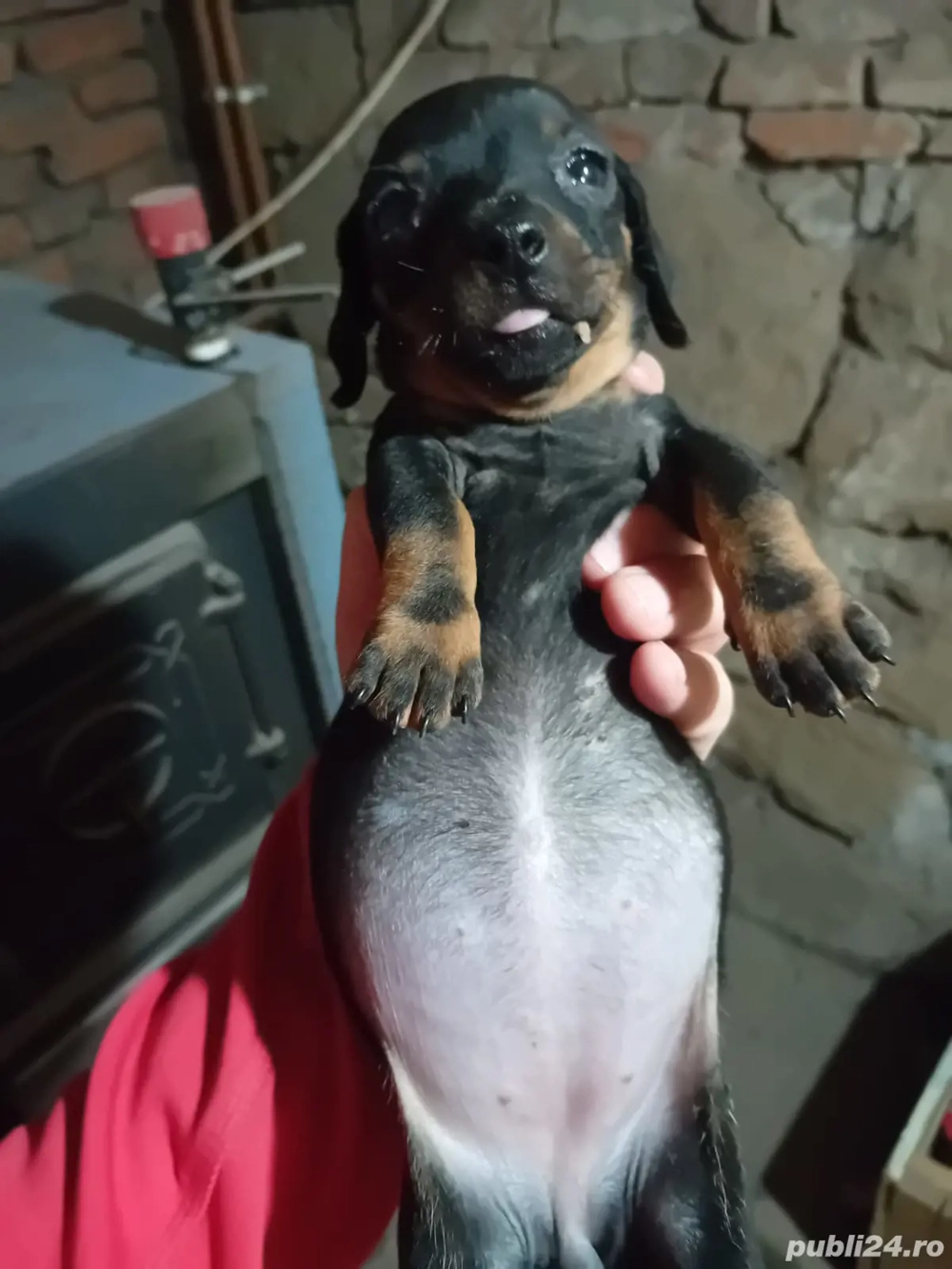 vand catei tekel vand catei tekel