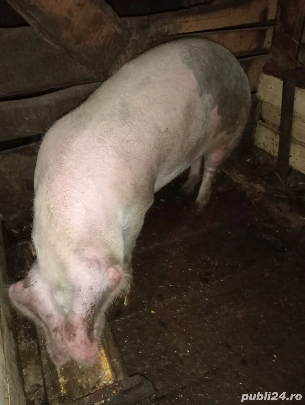 vand 2 porci la alegere  vand 2 porci la alegere