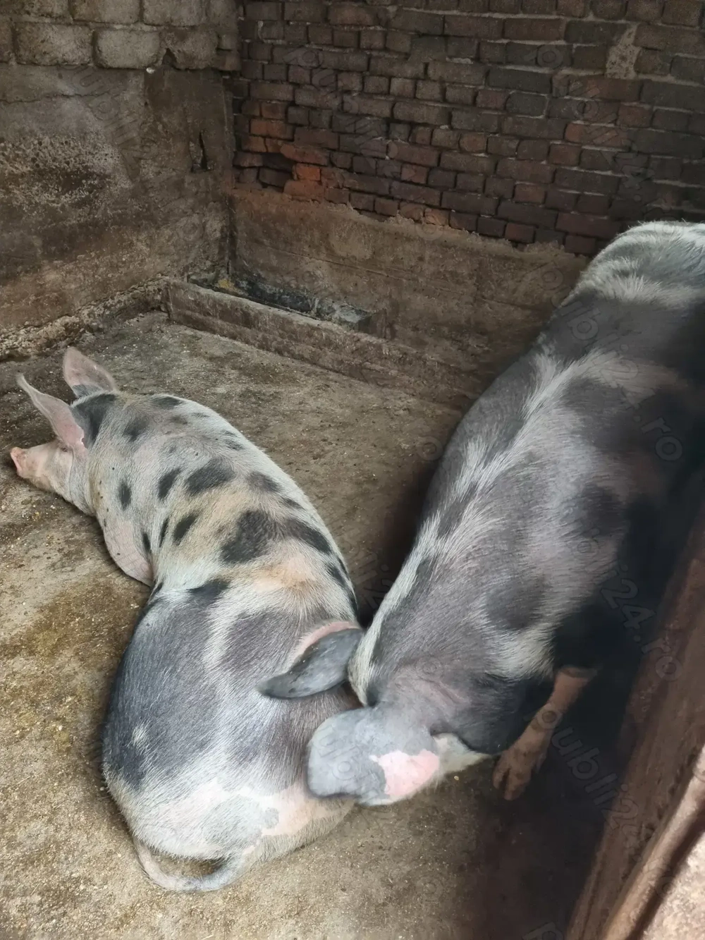 Disponibili pentru Crăciun  Disponibili pentru Crăciun