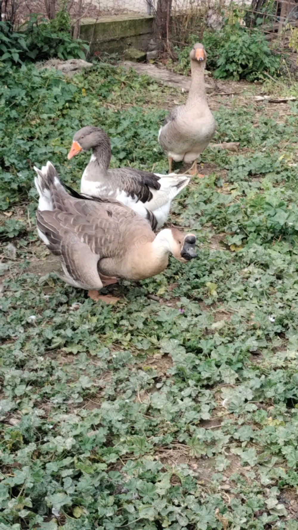 Vând gâște tinere  Vând gâște tinere