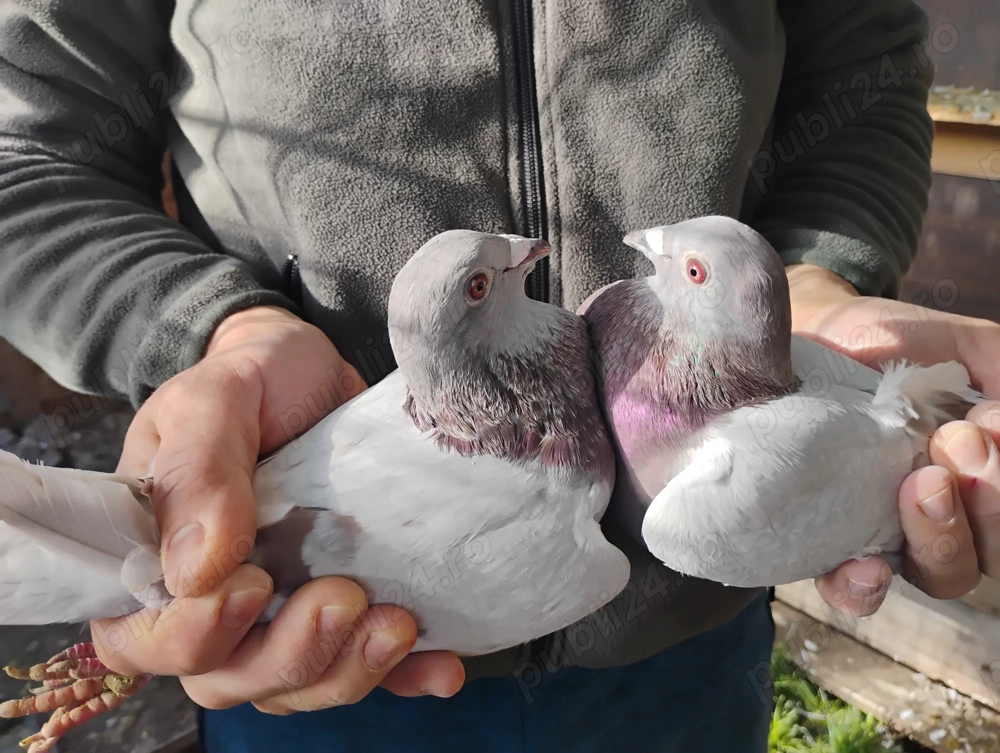 Schimb porumbei argintii  sau vand