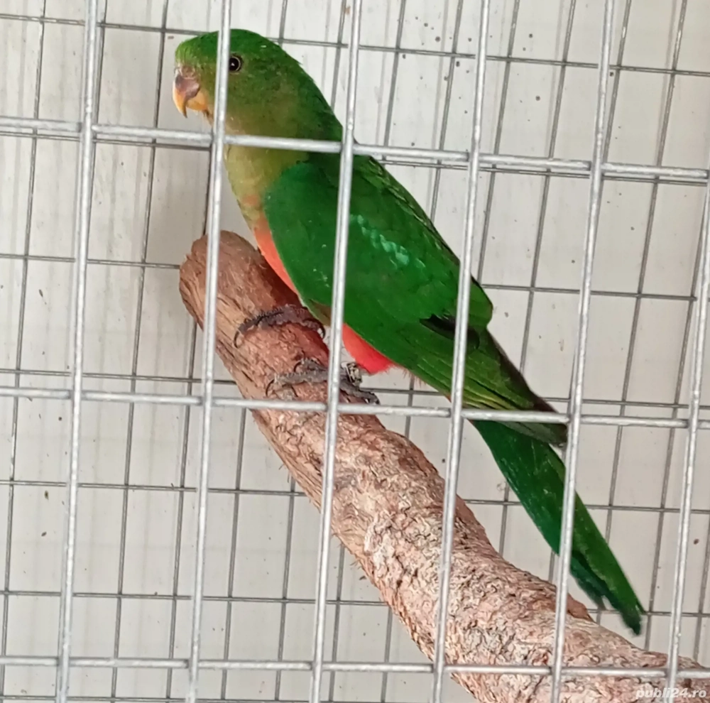 diferite specii papagali