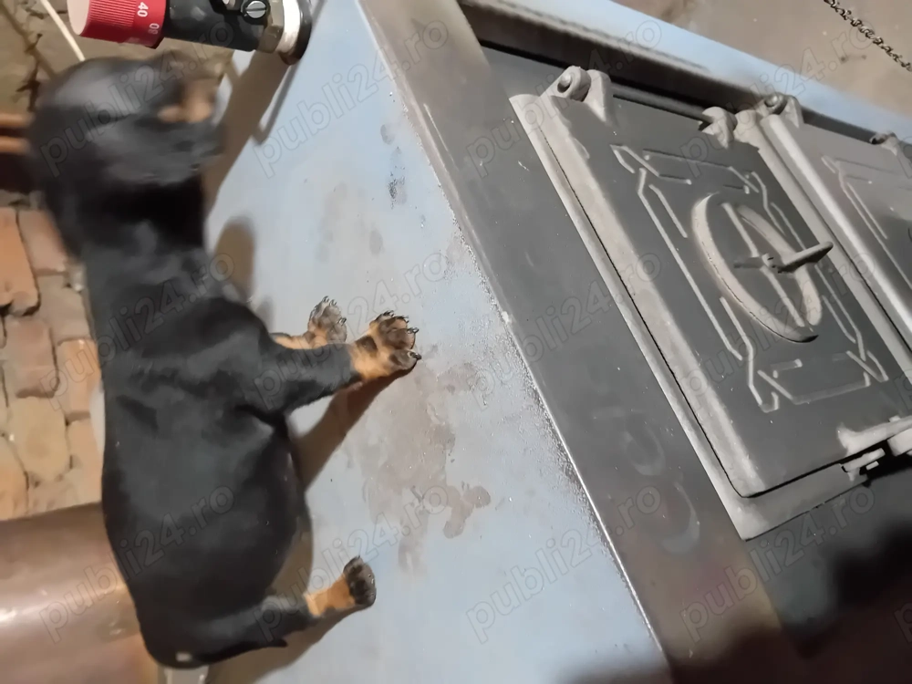 Vand 2 cățelușe tekel Vand 2 cățelușe tekel