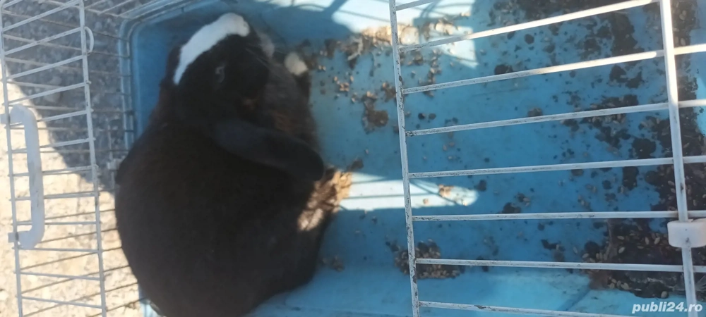 Epuroaica gestanta Epuroaica gestanta