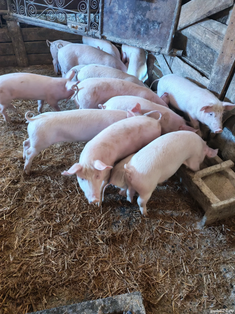 Purcei de vanzare Purcei de vanzare