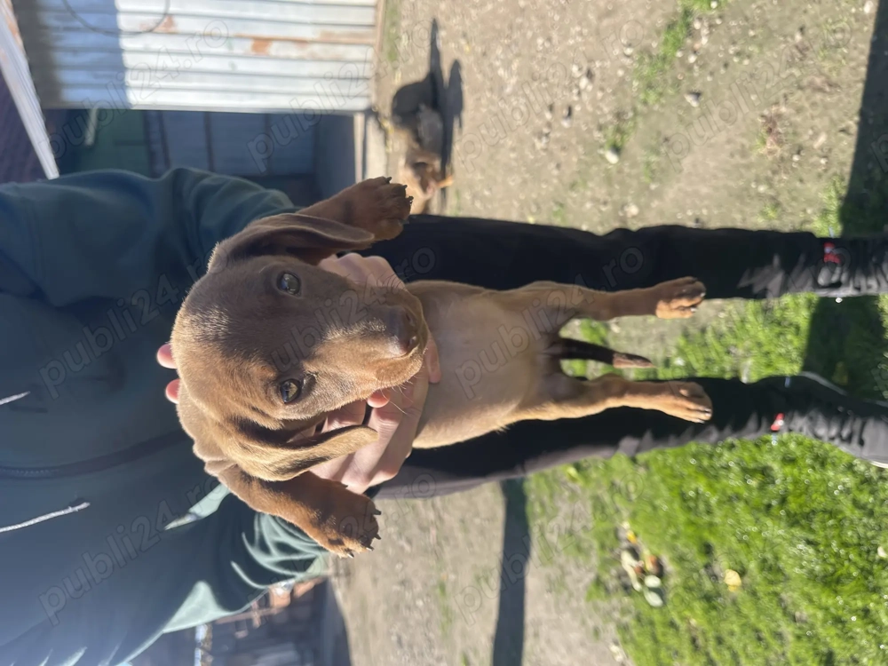 Căței Teckel arlechin Căței Teckel arlechin