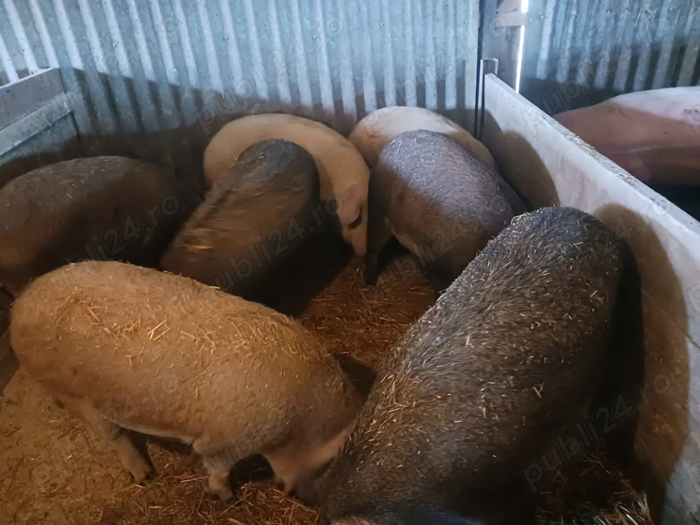 Porci de vânzare 