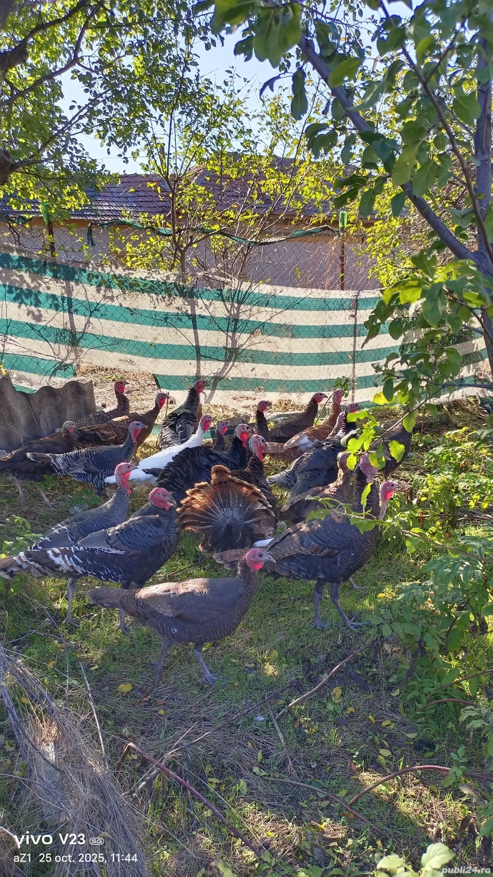 vand curci si curcani 