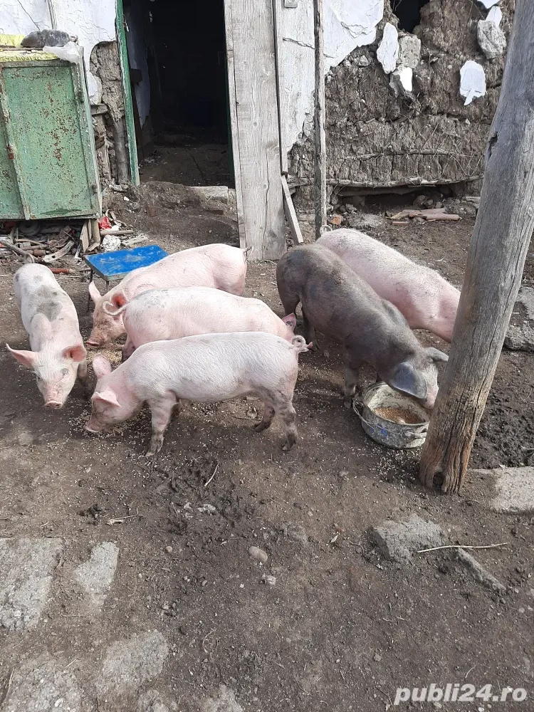 vand porci tuate marimile 17 lei negociabil