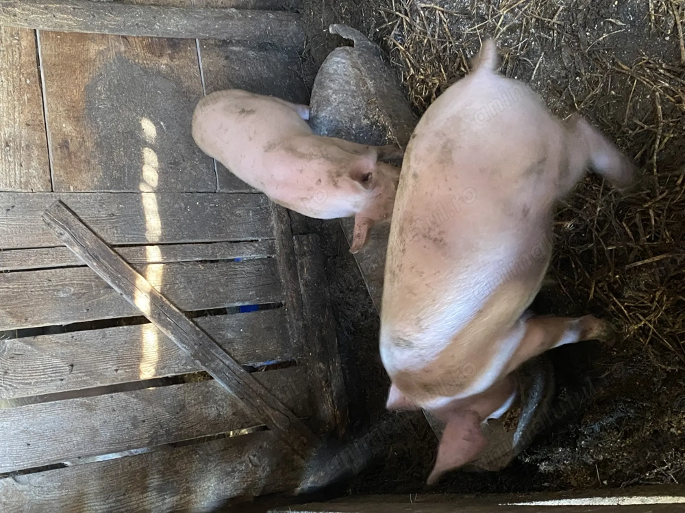 Purcei de vânzare 3 luni Purcei de vânzare 3 luni