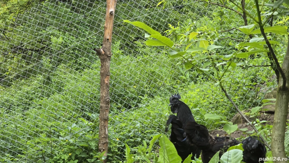 Gaini Ayam Cemani Gaini Ayam Cemani