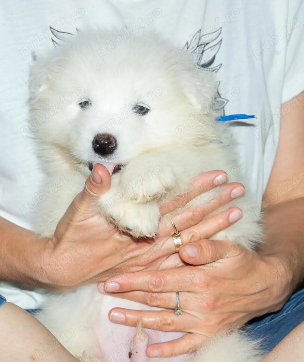 3 puiţi de Samoyed cu pedigree din parinţi campioni îşi caută familia potrivită!
