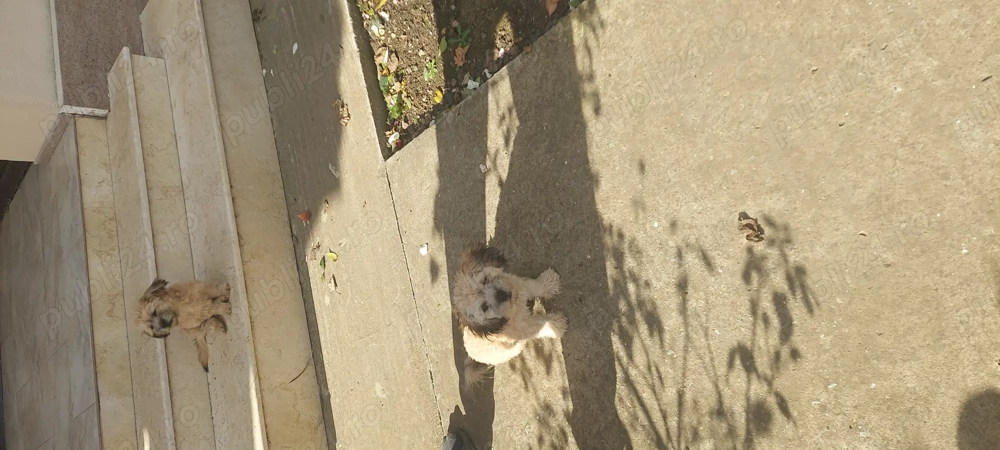 Vand catel bishon fetita Vand catel bishon fetita