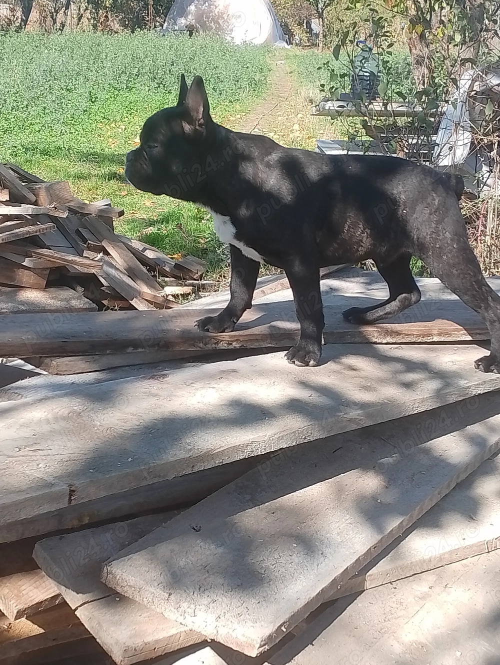 Buldog francez!! Buldog francez!!