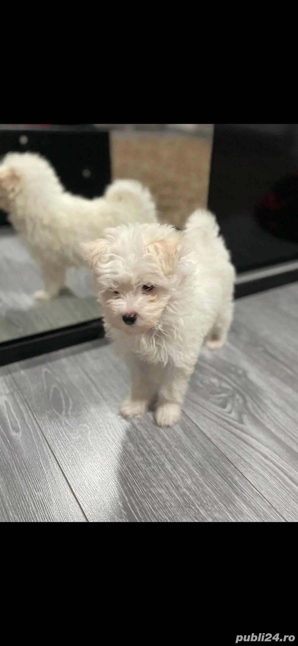 pui bichon maltese pui bichon maltese