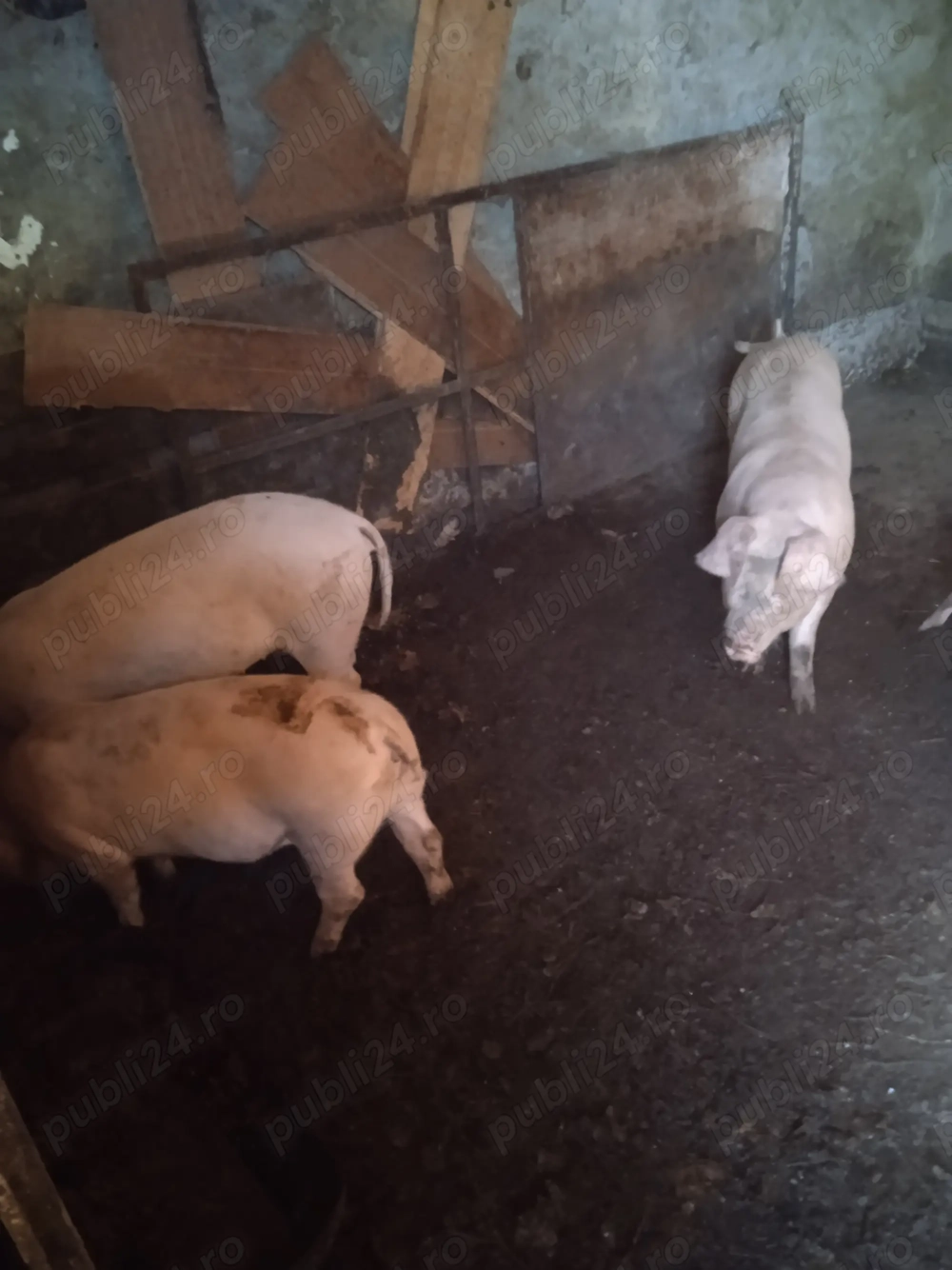 Vând purcei pietreni 