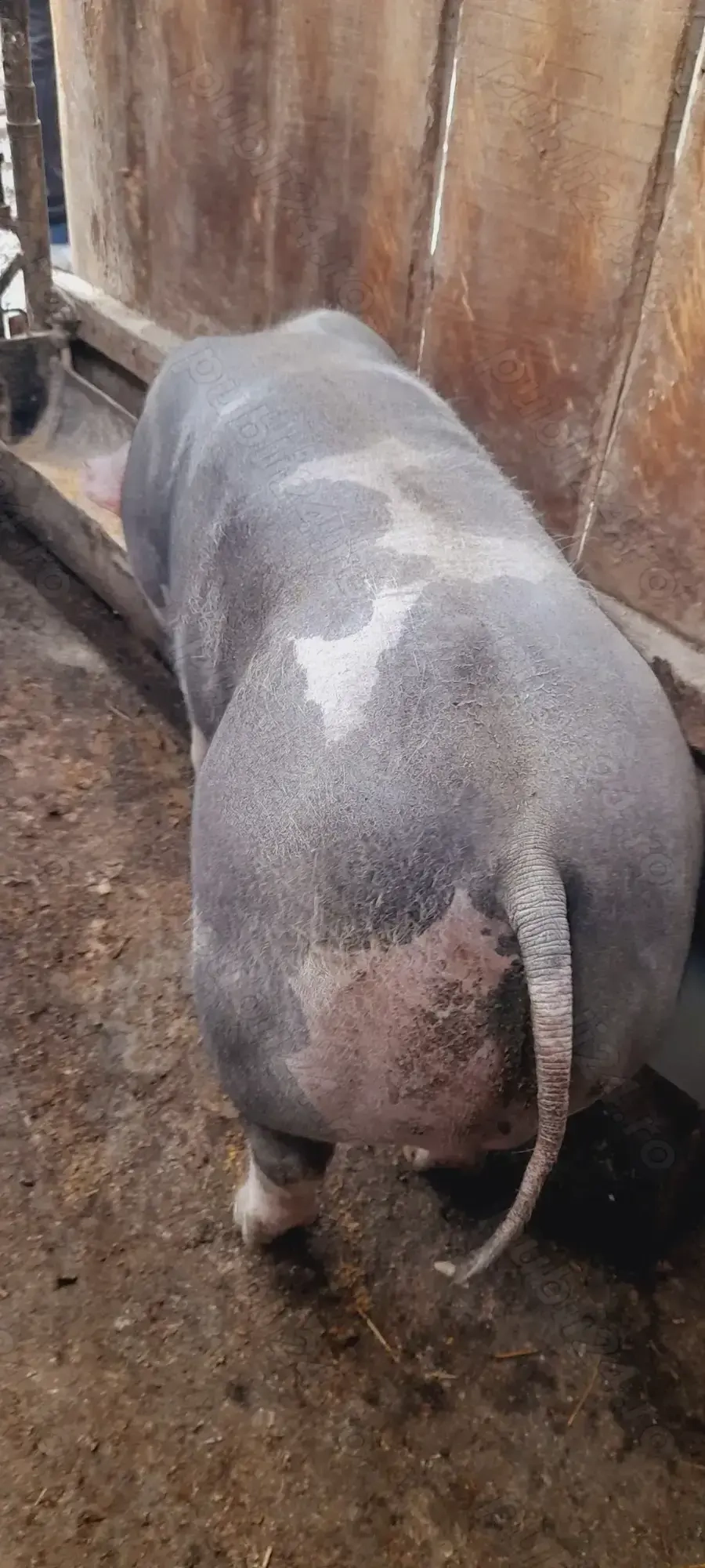 Vand grasun      ...