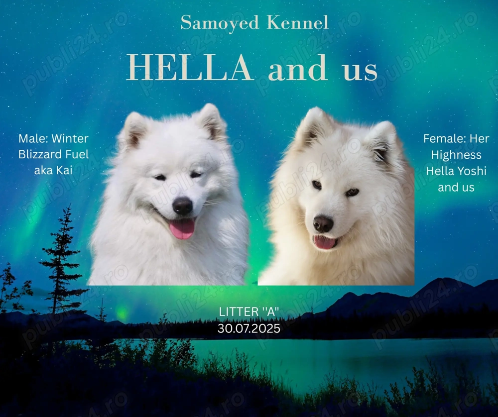 3 puiţi de Samoyed cu pedigree din părinţi campioni îşi caută familia potrivită!