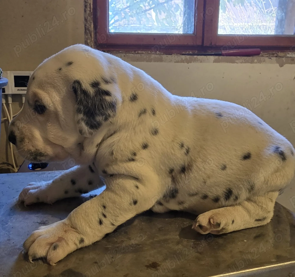 dalmatieni catei dalmatieni catei