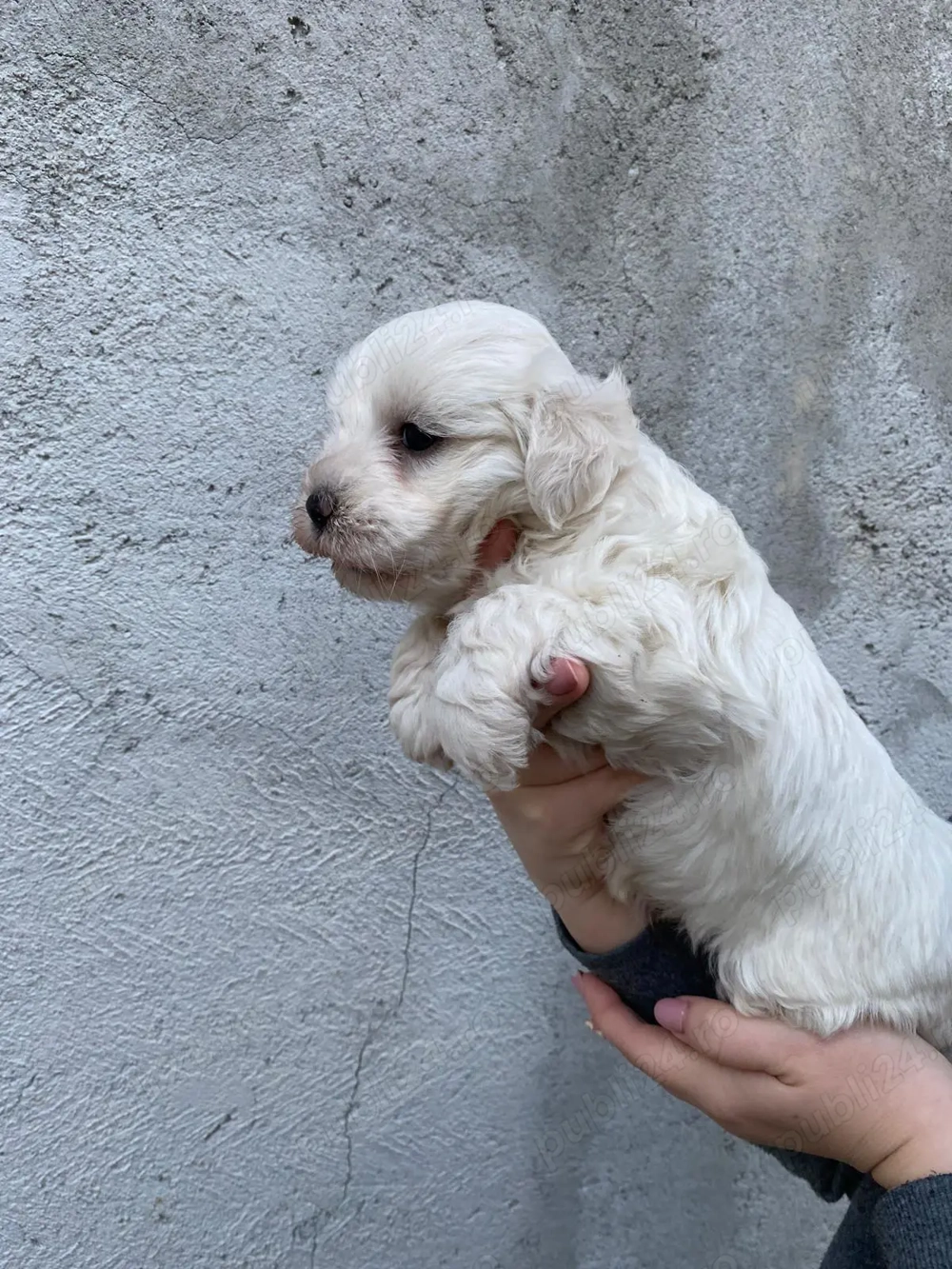 Bichon maltez băiat 