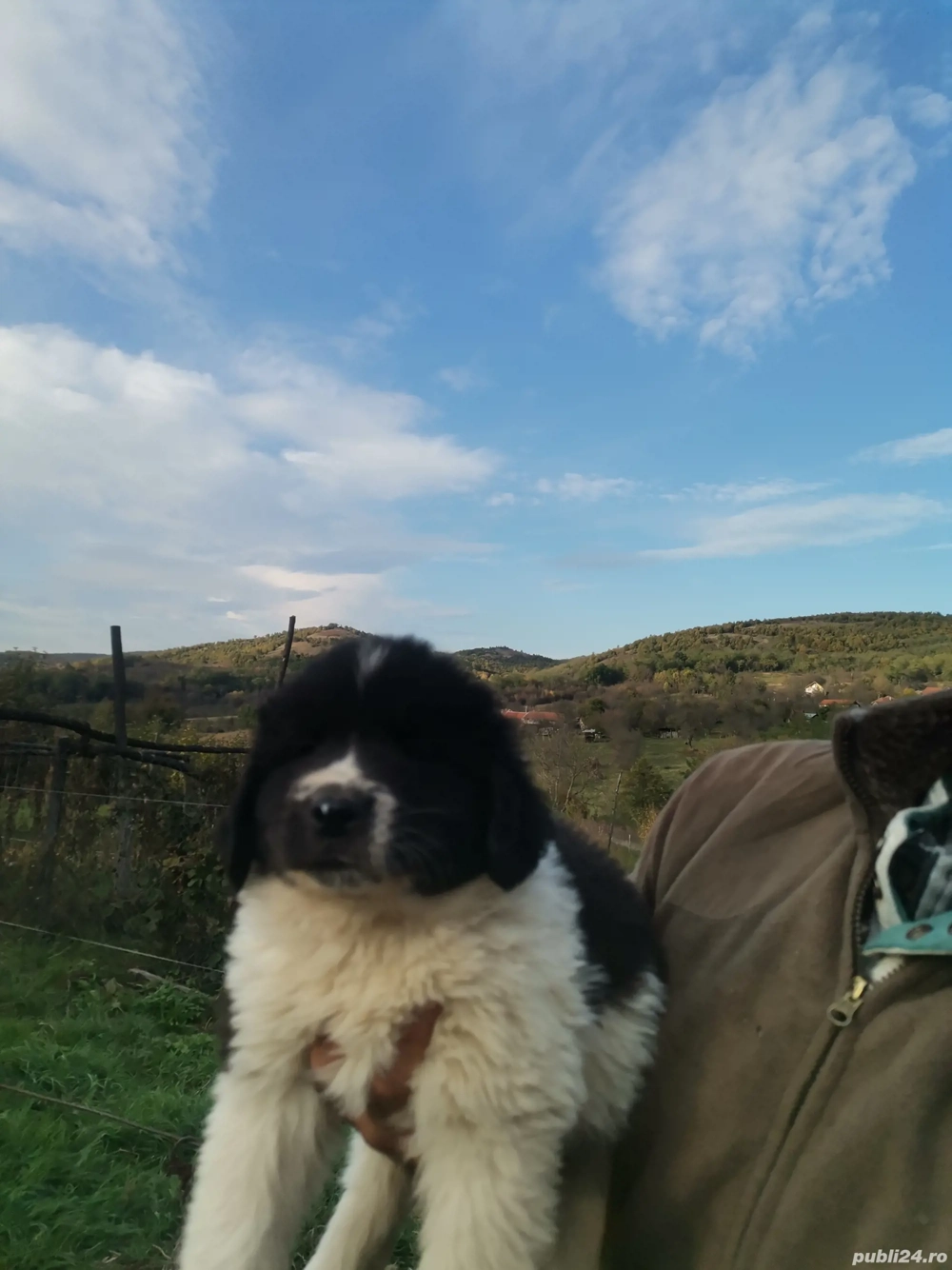 Ciobănesc de Bucovina  Ciobănesc de Bucovina