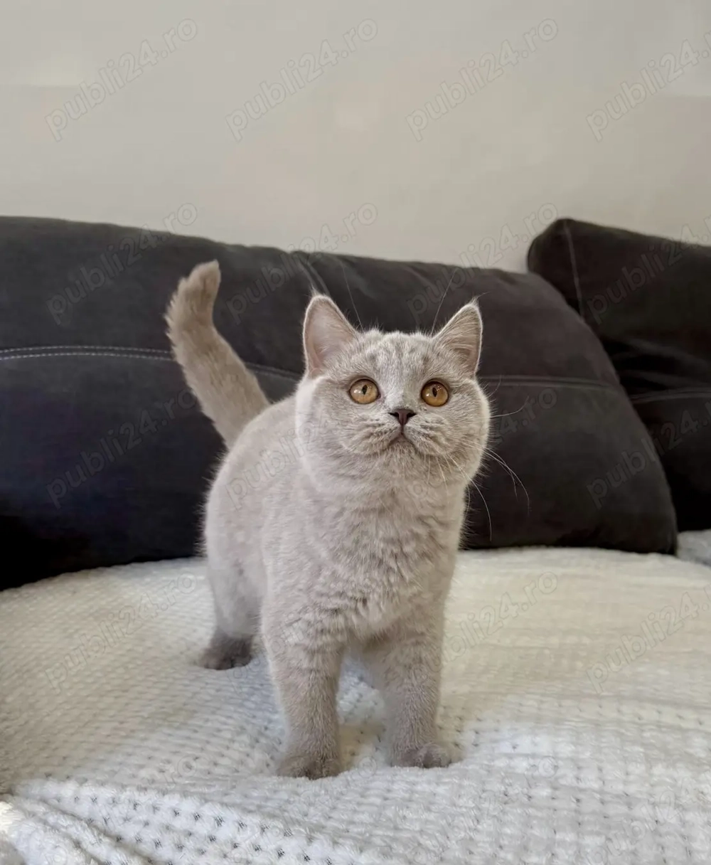 Pisică british shorthair