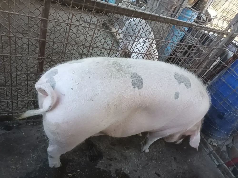 Porc, mascul, aprox 180kg