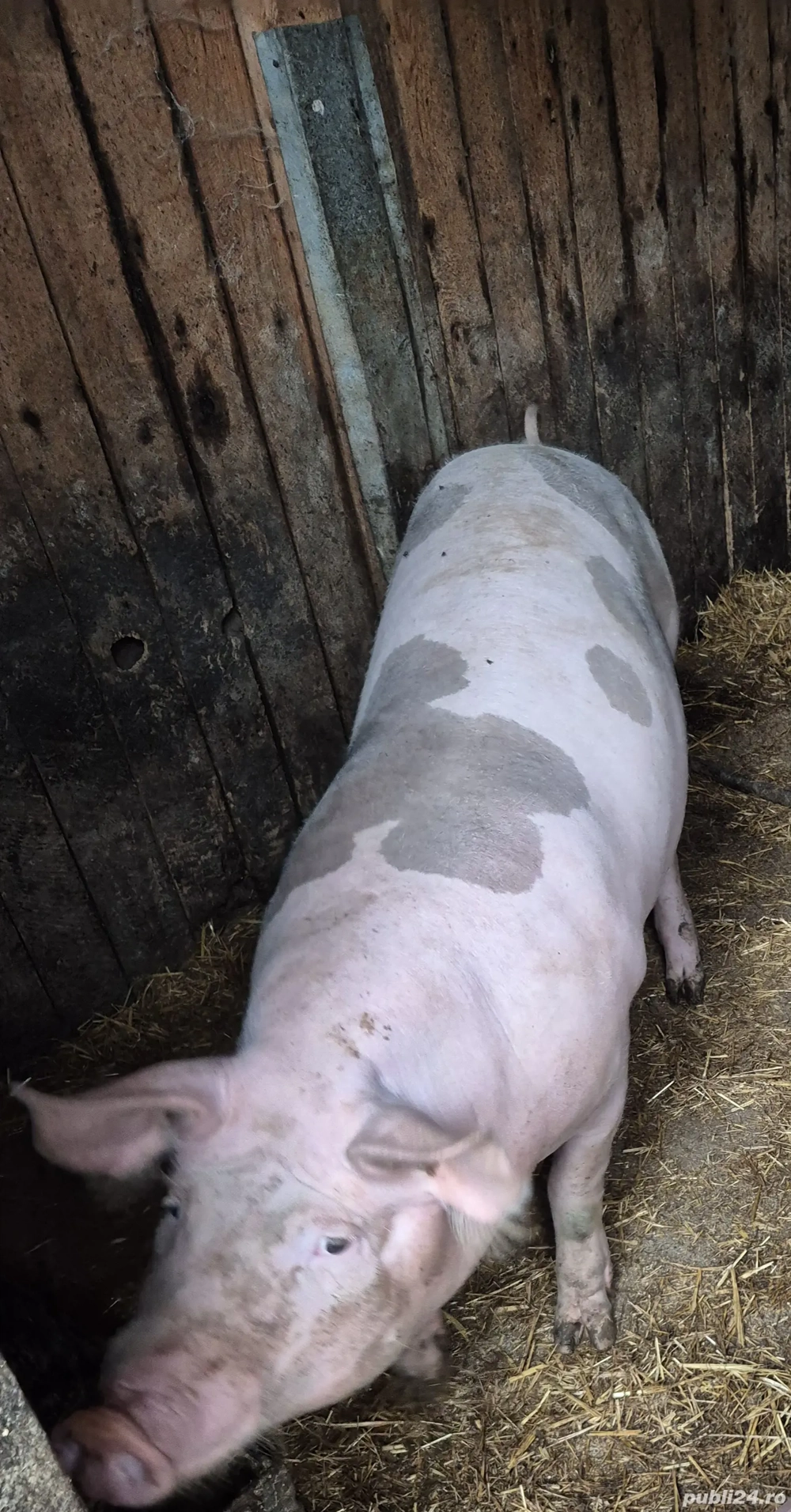 Porc de vanzare Porc de vanzare