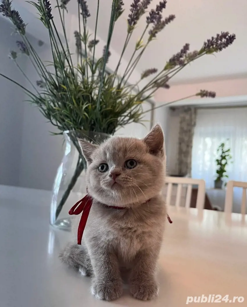 Fetita british shorthair 