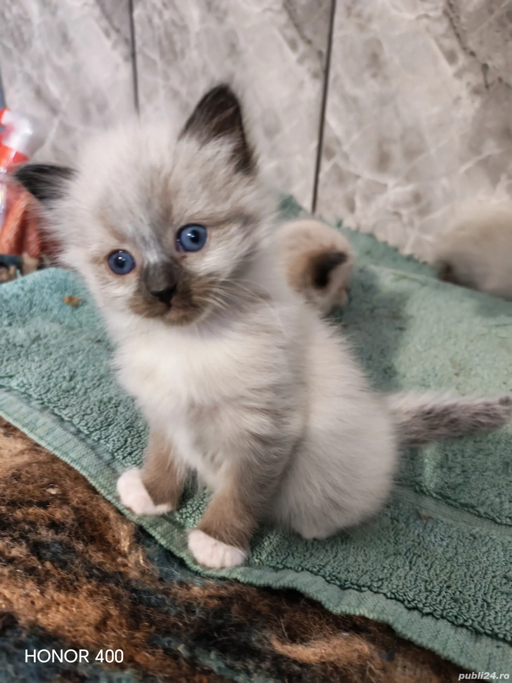 Puiuți Pisică Birmaneză 