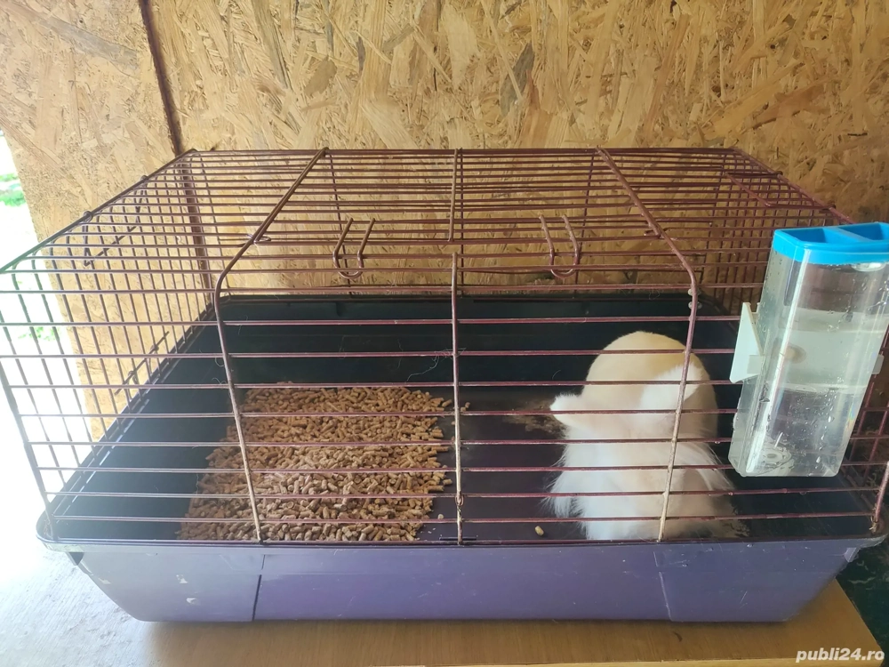 Donez iepure  Donez iepure