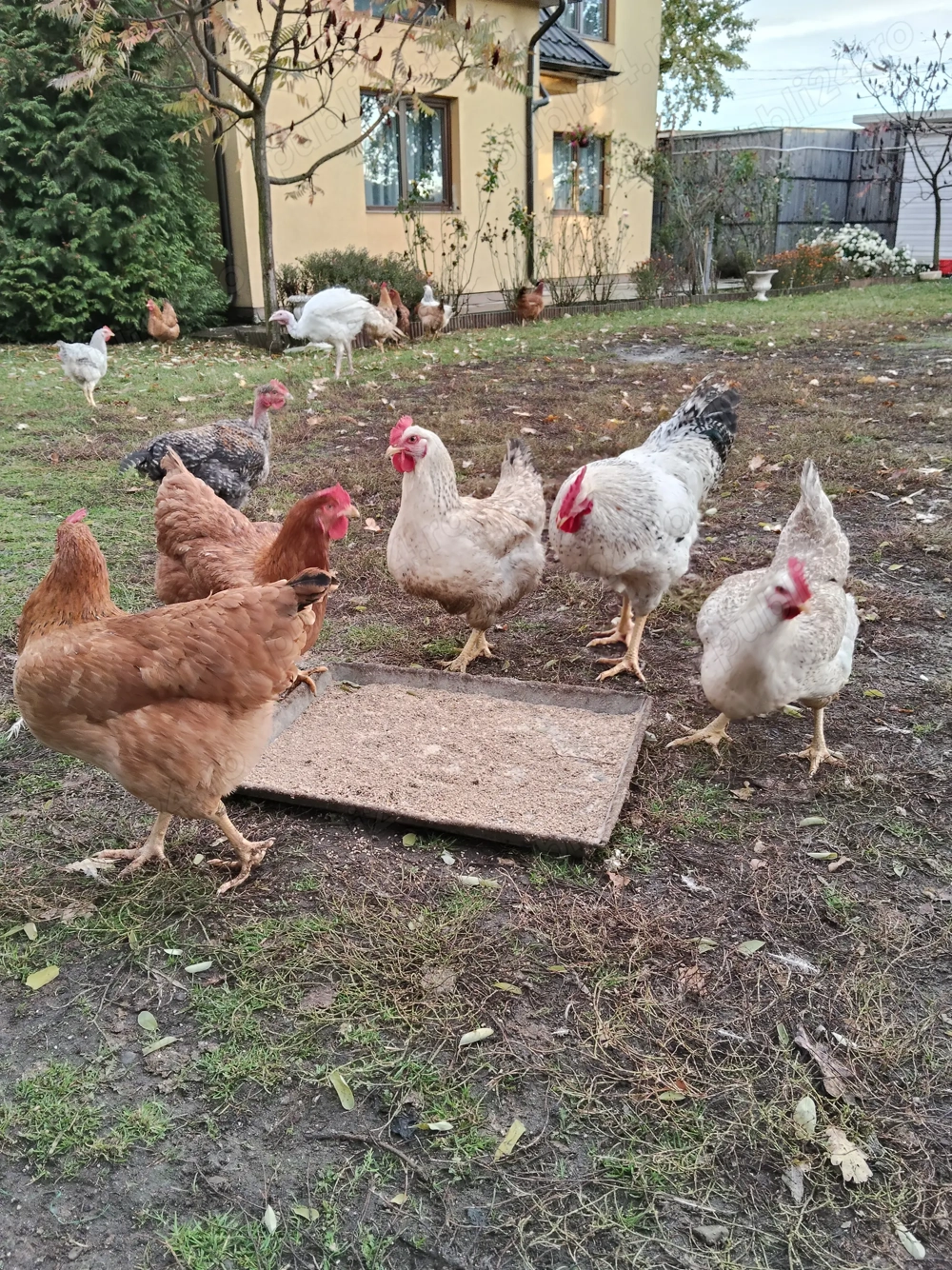 Puicuțe rasa Monaco și Kabir  Puicuțe rasa Monaco și Kabir