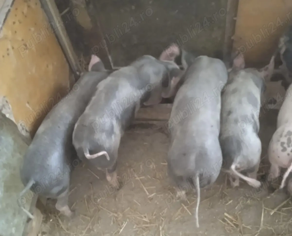 Purcei  de vânzare ! Purcei  de vânzare !