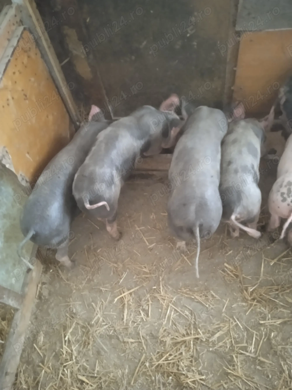 Purcei Pietrean de vânzare 