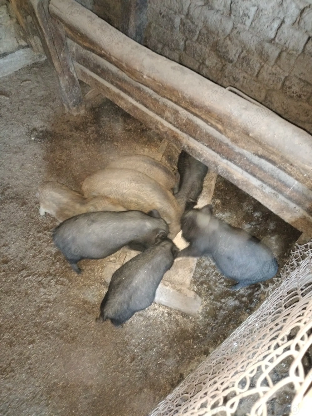 Vând sau schimb purcei mistreț corcit cu vietnamez 